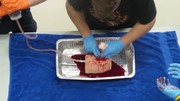 Stop the Bleed Training - Students using gauze with fake blood being pushed through to simulate the process.
